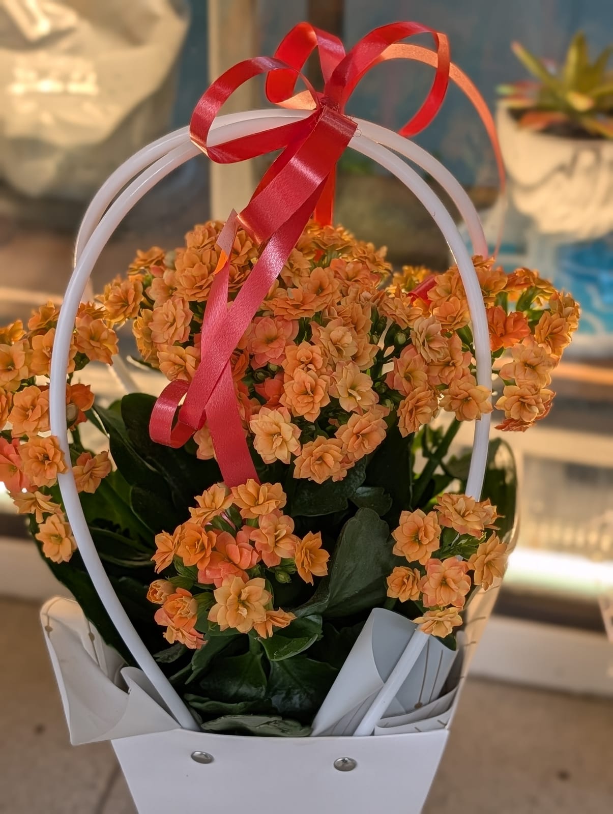 Каланхое в кошница